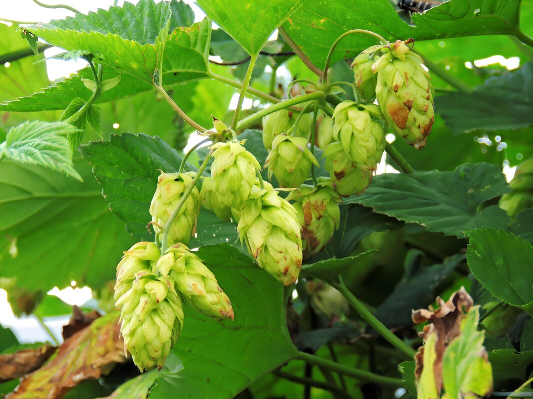 Hop