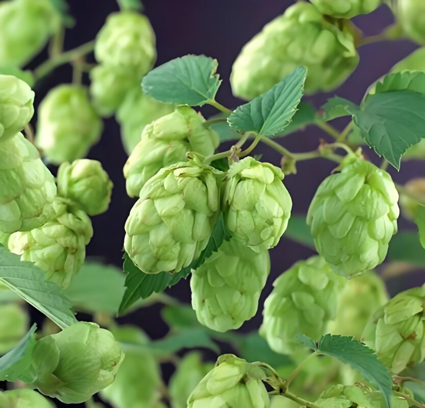 Hop
